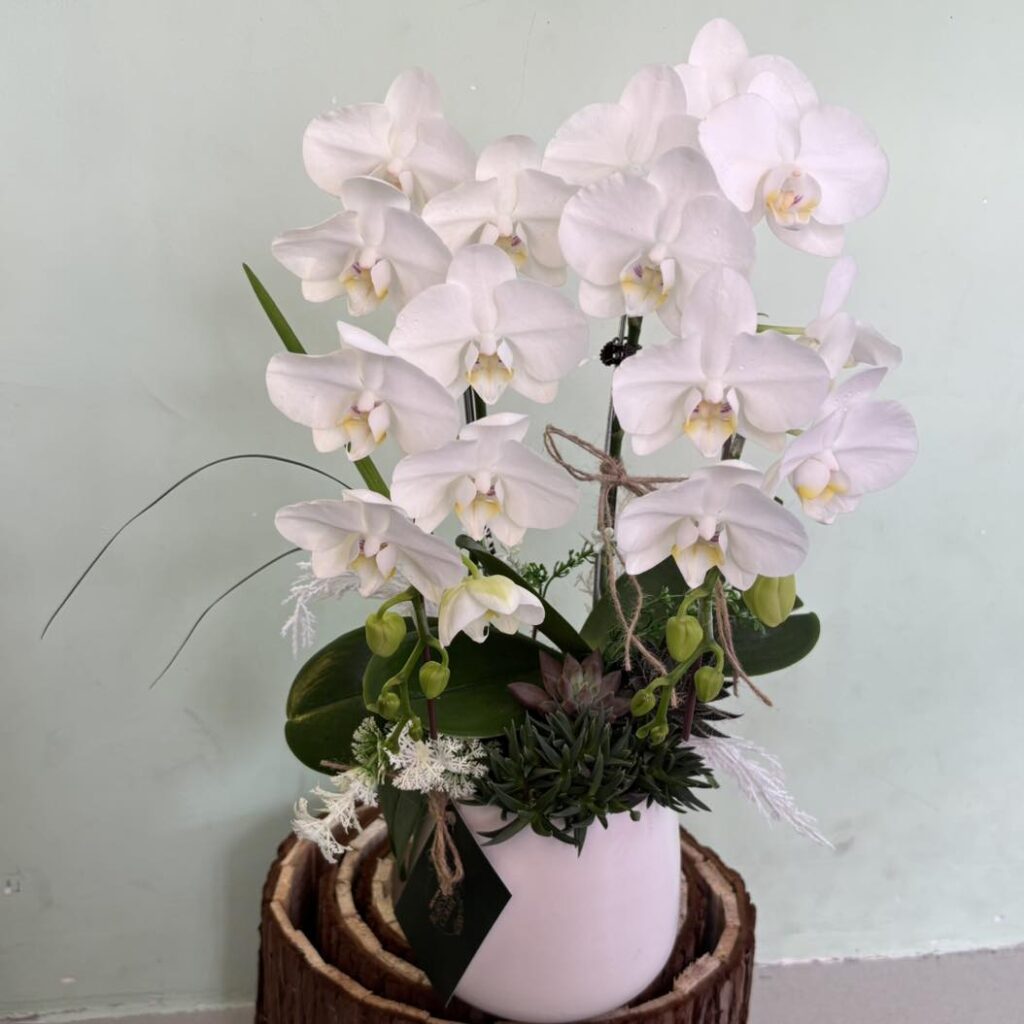 Blossom Corner - Góc Hoa Xinh