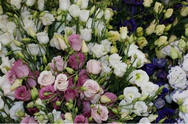 Các loại hoa cát tường và ý nghĩa của chúng