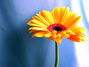 Ý nghĩa hoa đồng tiền vàng mang giá trị phồn vinh và sung túc