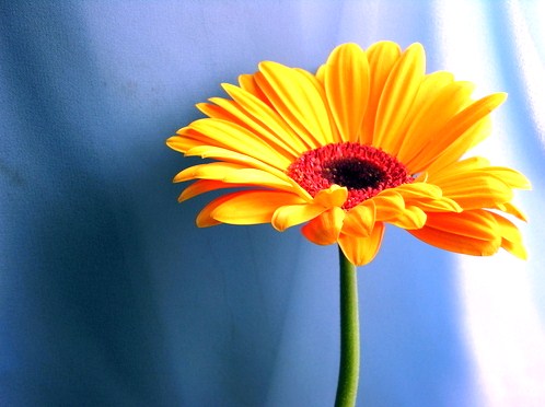 Cách chăm sóc hoa đồng tiền vàng