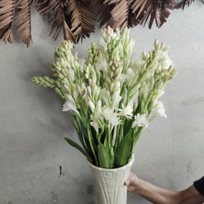 Cách chăm sóc hoa lay ơn trắng