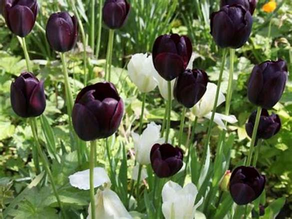 Cách chăm sóc hoa tulip đen