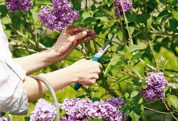 Cách trồng và chăm sóc hoa tử đinh hương