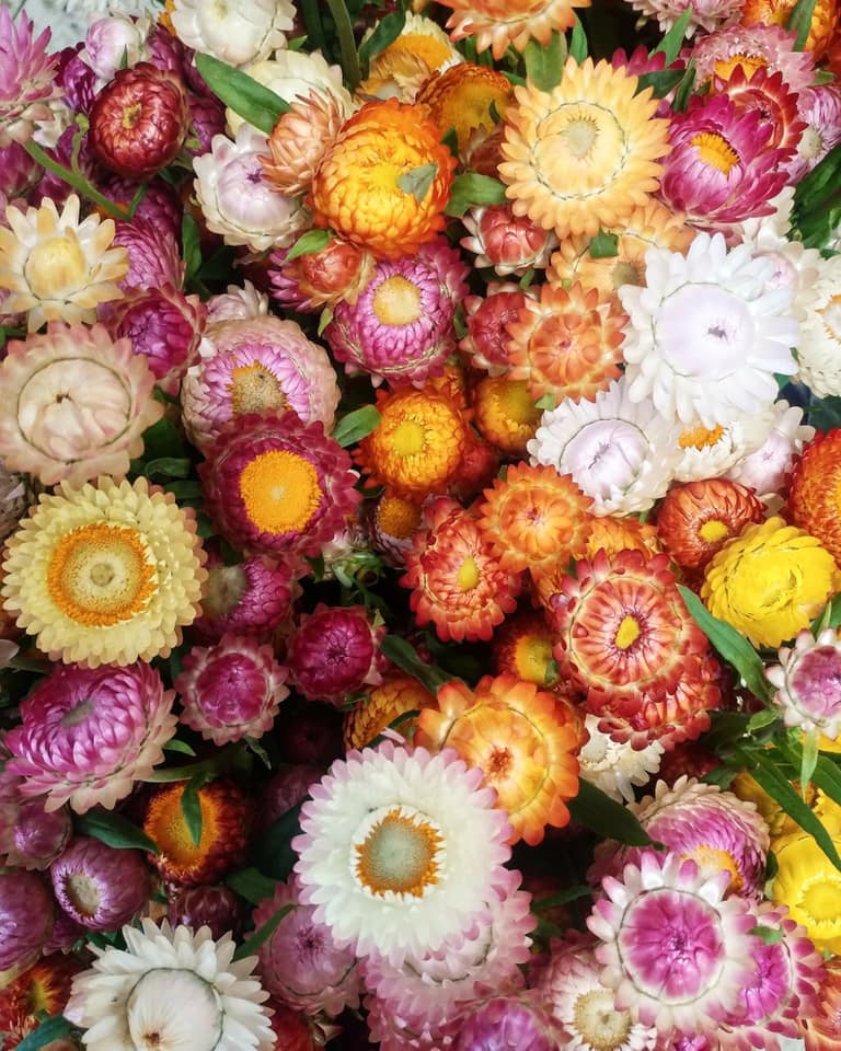 Hoa bất tử là gì?