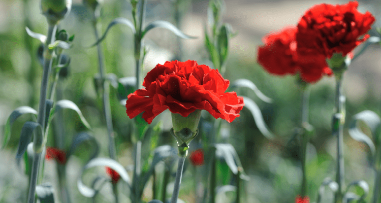 Hoa cam chuong do la gi