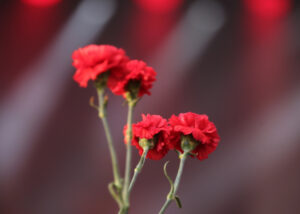 Ý nghĩa hoa cẩm chướng đỏ - Vẻ đẹp sặc sỡ