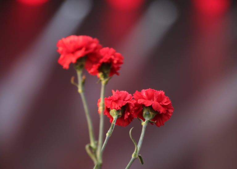 Hoa cẩm chướng đỏ trong các dịp đặc biệt