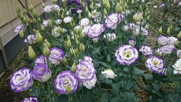 Hoa cát tường và các dịp lễ tết