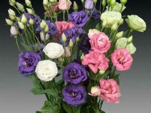 Ý nghĩa hoa cát tường: Biểu tượng của sự may mắn và phúc lộc