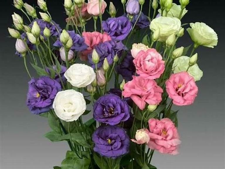 Hoa cát tường và nguồn gốc