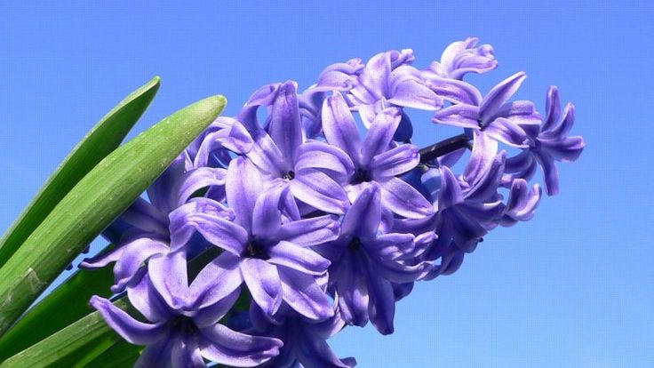 Ý nghĩa hoa dạ lan hương trong tình yêu, cuộc sống và các dịp lễ 4 Hoa dạ lan hương – Biểu tượng của tình yêu thuần khiết