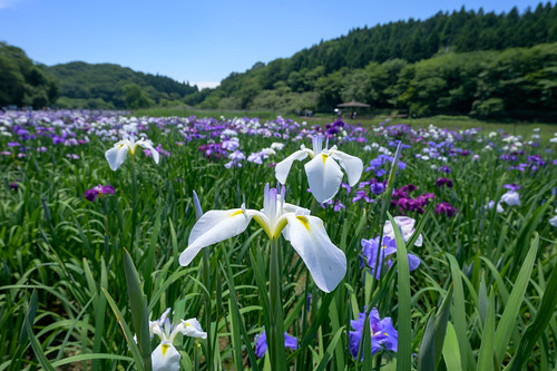 Ý nghĩa hoa diên vỹ trong tình yêu, cuộc sống, và các dịp lễ đặc biệt 4 Hoa diên vỹ là gì?