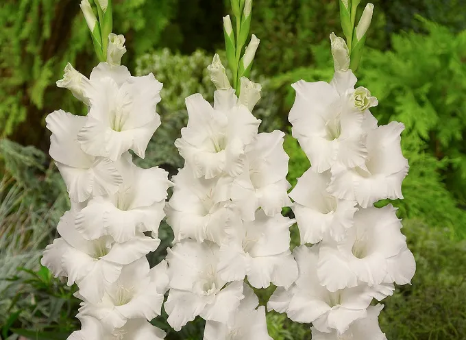 Hoa lay ơn trắng là gì?