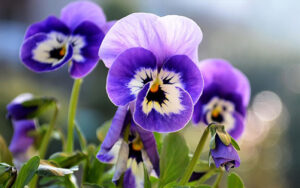 Ý nghĩa hoa păng xê: Tại sao loài hoa này được yêu thích đến vậy?