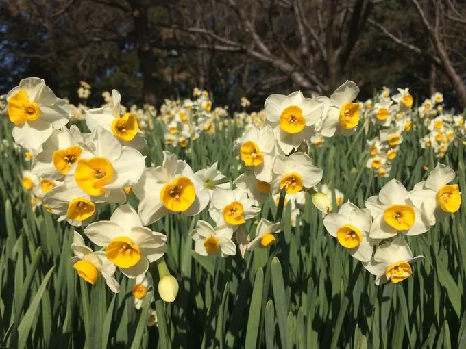 Hoa thủy tiên trắng trong văn hóa và tín ngưỡng