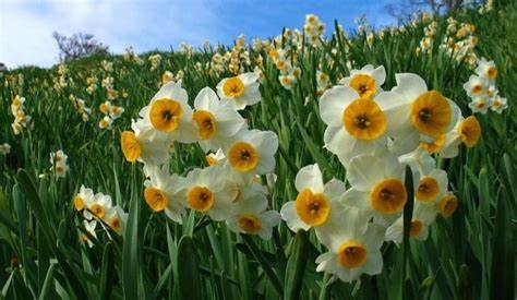 Hoa thủy tiên trắng – Biểu tượng của tình yêu trong sáng