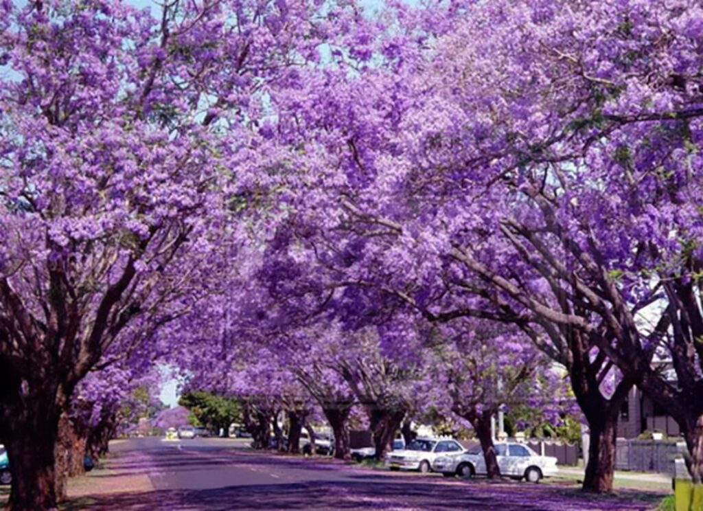 Hoa tử đinh hương là gì?