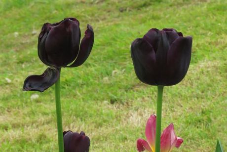Hoa tulip đen trong các dịp đặc biệt
