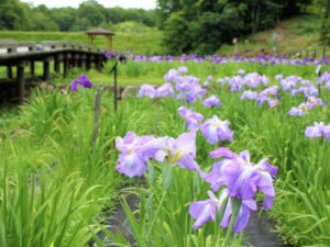 Ý nghĩa hoa diên vỹ cao quý khiến ai cũng tò mò