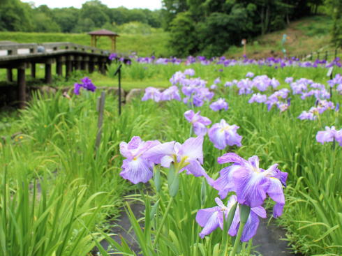 Ý nghĩa hoa diên vỹ trong tình yêu, cuộc sống, và các dịp lễ đặc biệt 5 Ý nghĩa hoa diên vỹ trong văn hóa
