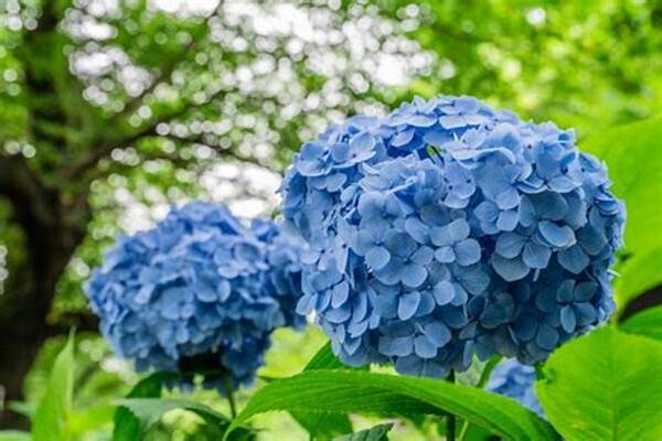 Biểu tượng của sự hối lỗi và lời xin lỗi chân thành