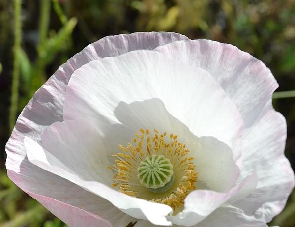 Ý nghĩa hoa anh túc trắng trong tình yêu, cuộc sống, văn hóa và tâm linh 6 Cách chăm sóc hoa anh túc trắng để tăng thêm vẻ đẹp