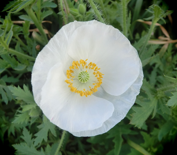 Ý nghĩa hoa anh túc trắng trong tình yêu, cuộc sống, văn hóa và tâm linh 5 Công dụng của hoa anh túc trắng trong y học