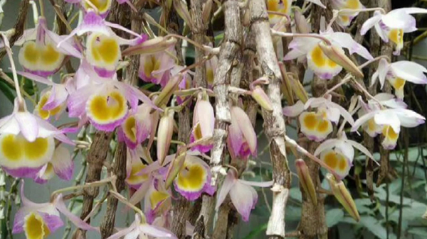 Đặc điểm của hoa lan ý thảo