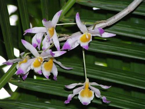 Hoa lan ý thảo trong nghệ thuật và văn hóa