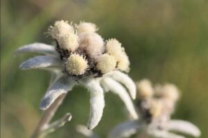 Ý nghĩa hoa nhung tuyết với vẻ ngoài đẹp lạ lùng