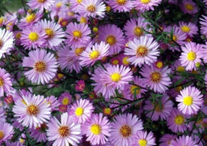 Ý nghĩa hoa thạch thảo tím trong tình yêu và văn hóa, lịch sử