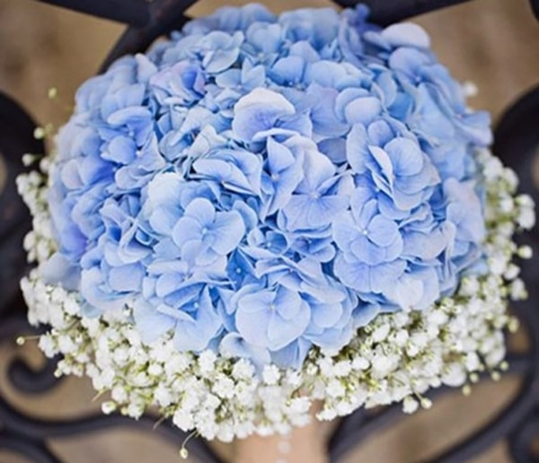 Ứng dụng của hoa cẩm tú cầu xanh dương trong đời sống