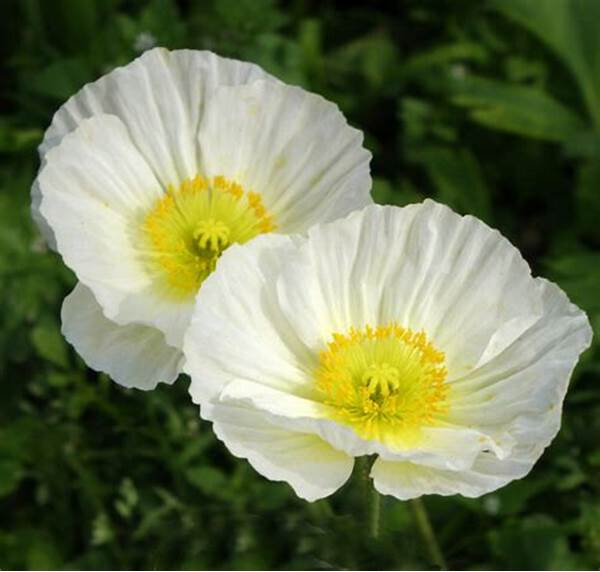 Ý nghĩa hoa anh túc trắng trong tình yêu, cuộc sống, văn hóa và tâm linh 4 Ý nghĩa hoa anh túc trắng trong văn hóa và tâm linh