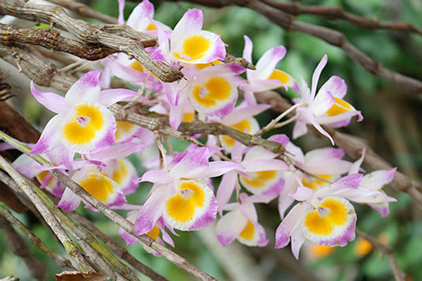 Ý nghĩa trong tình yêu và cuộc sống